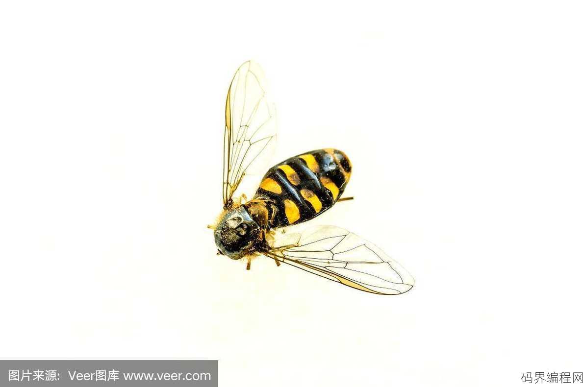 hoverfly