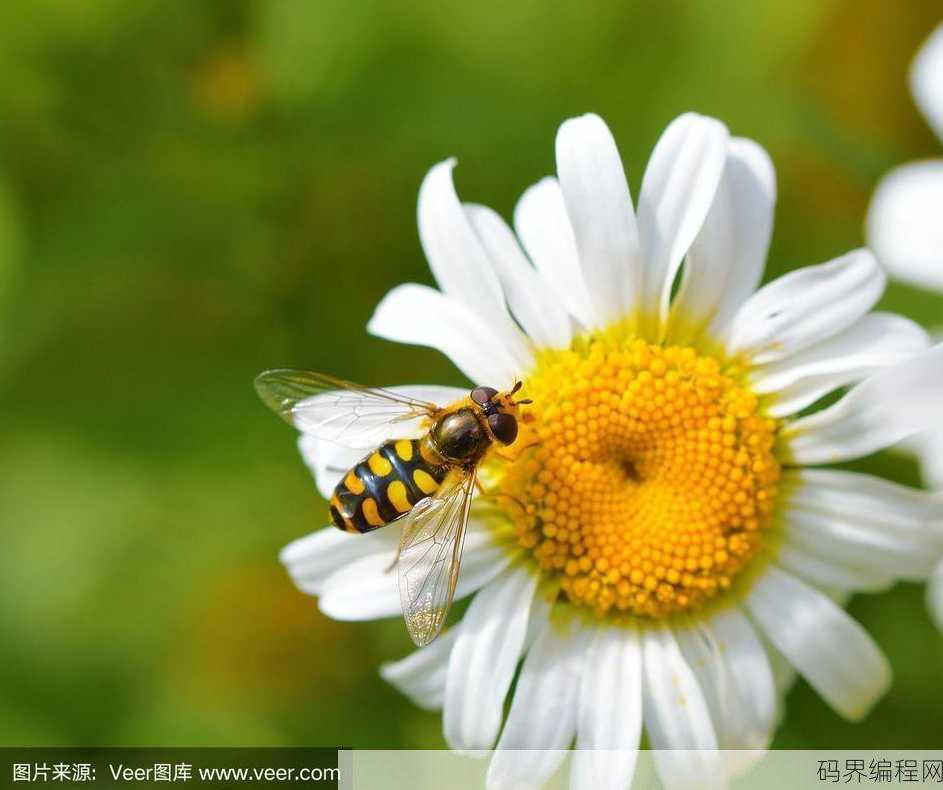 hoverfly