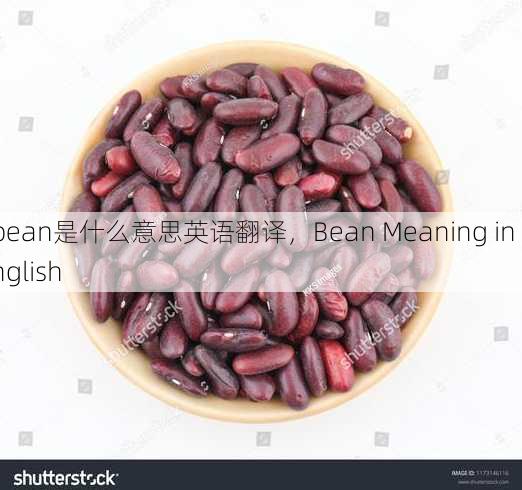 bean是什么意思英语翻译