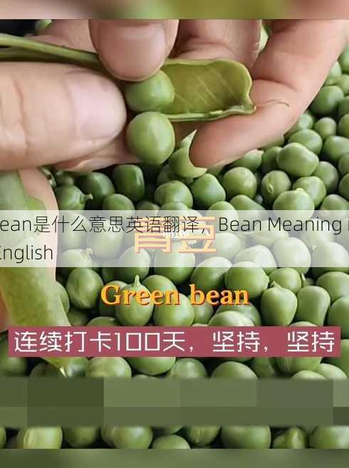 bean是什么意思英语翻译