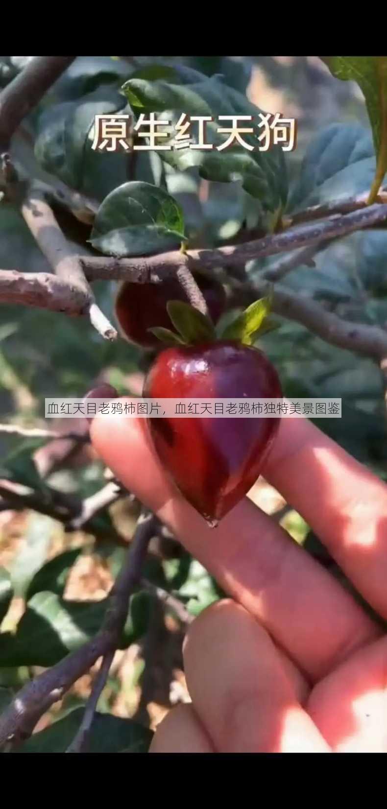 血红天目老鸦柿图片