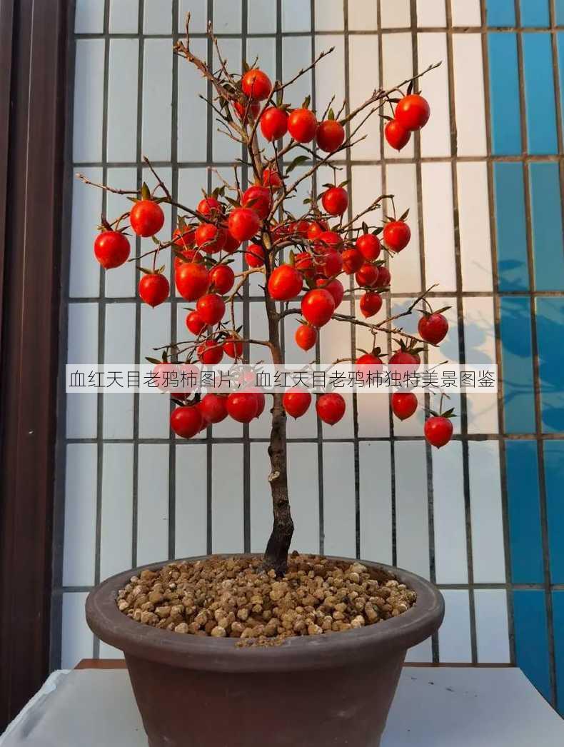 血红天目老鸦柿图片