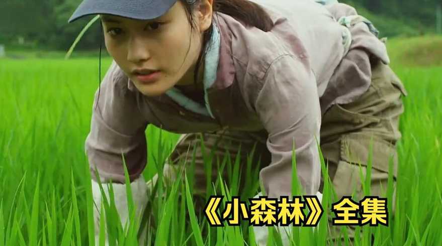小森林电影免费完整版（小森林 电影免费）
