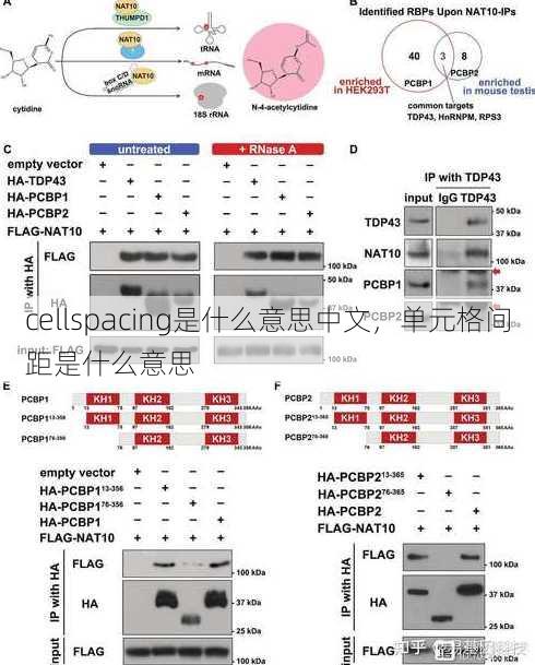 cellspacing是什么意思中文