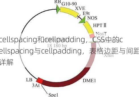 cellspacing和cellpadding