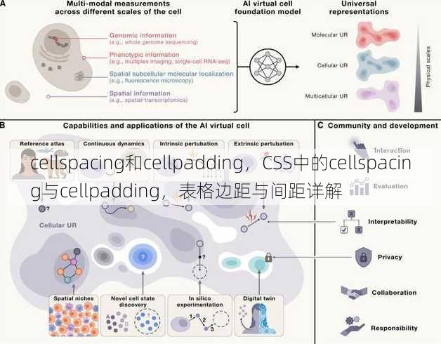cellspacing和cellpadding