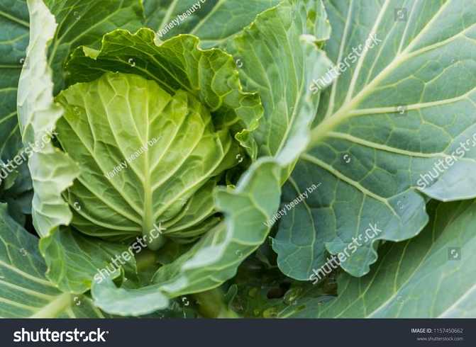 cabbages是什么意思（cabbage 意思）