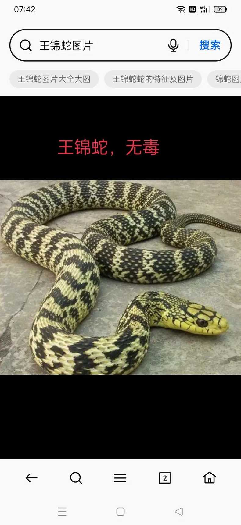 asp是什么蛇（asp是什么牌子）