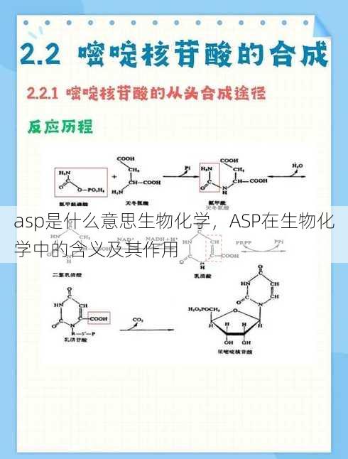 asp是什么意思生物化学
