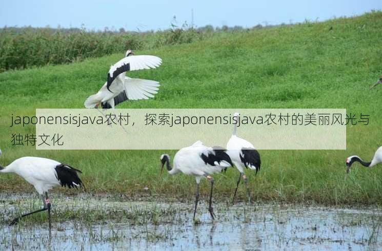 japonensisjava农村