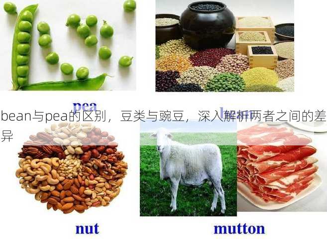 bean与pea的区别