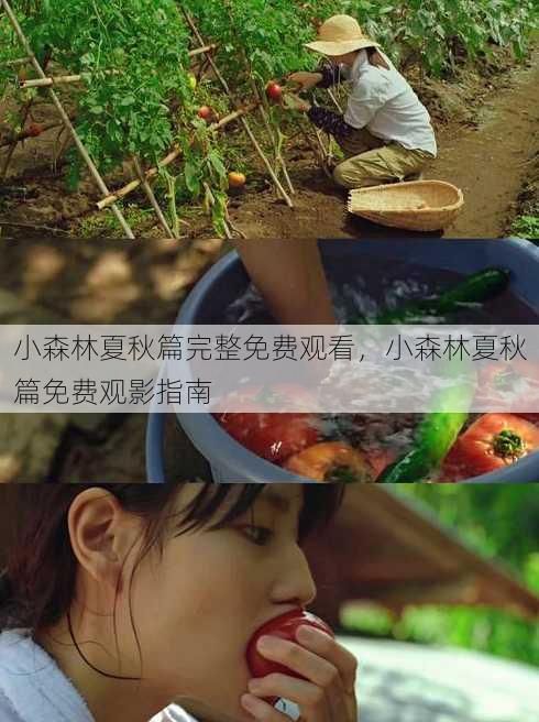 小森林夏秋篇完整免费观看
