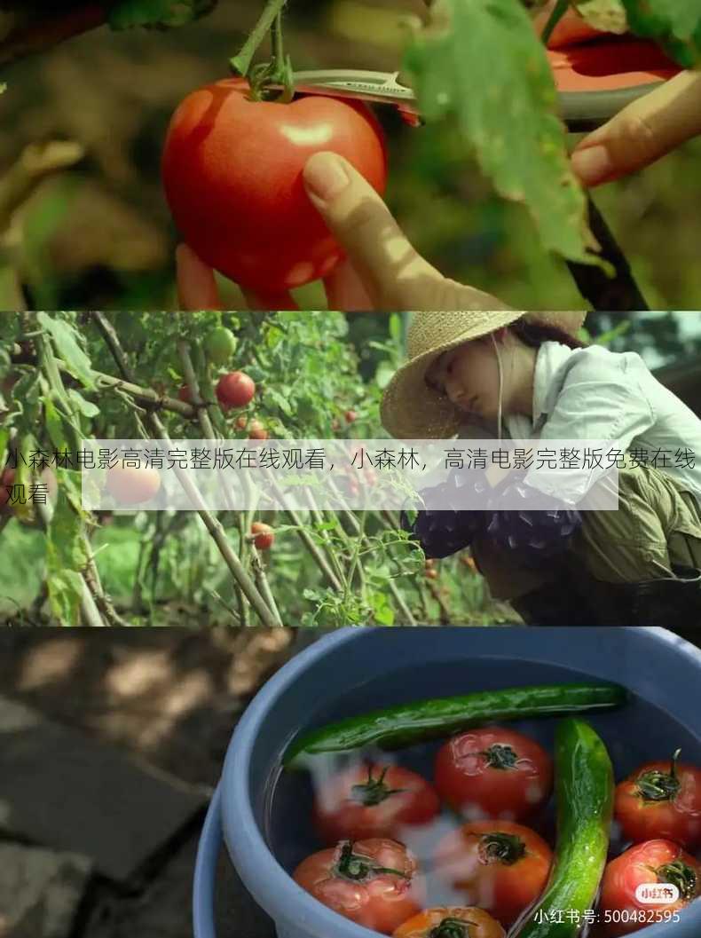 小森林电影高清完整版在线观看