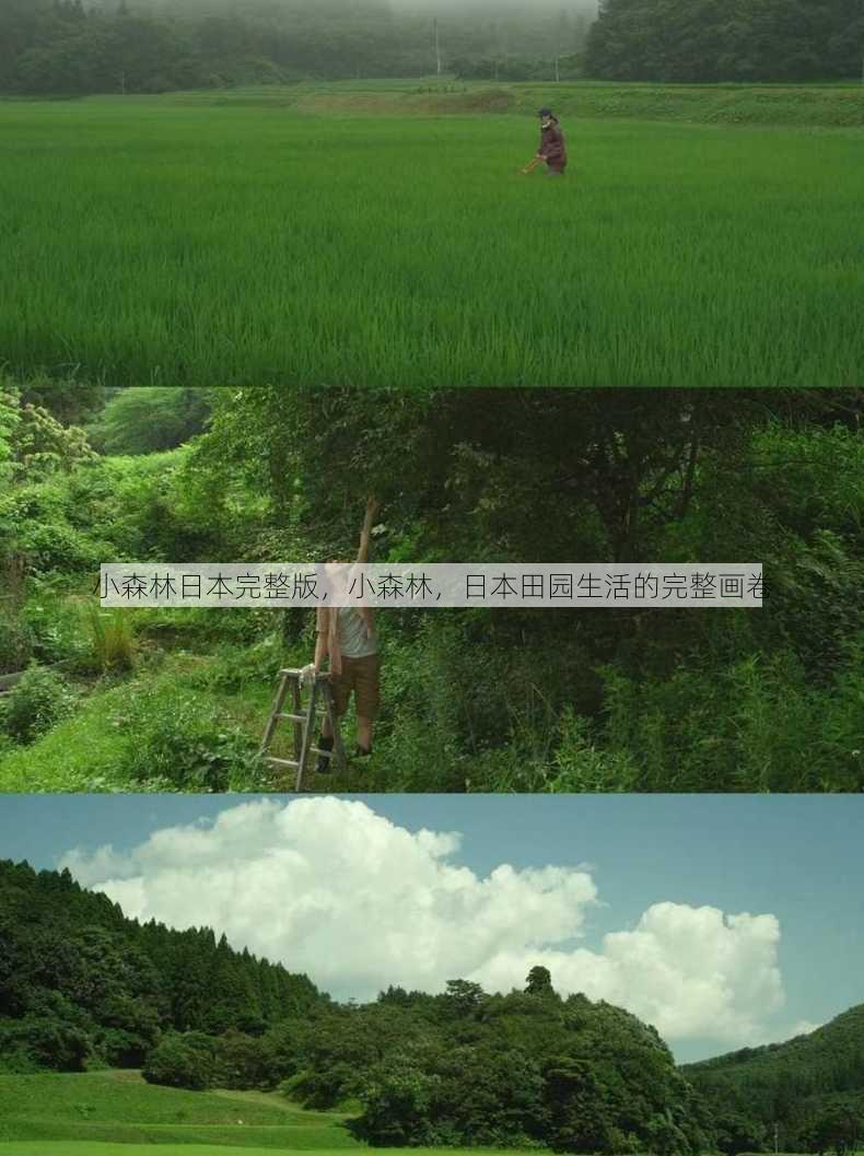 小森林日本完整版