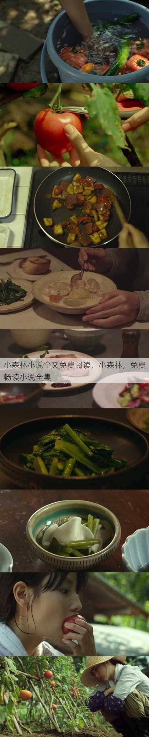小森林小说全文免费阅读