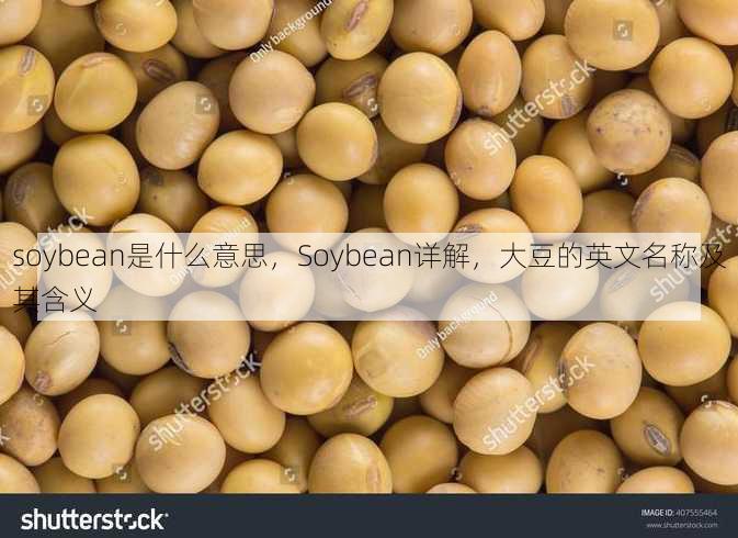 soybean是什么意思