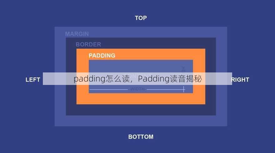 padding怎么读