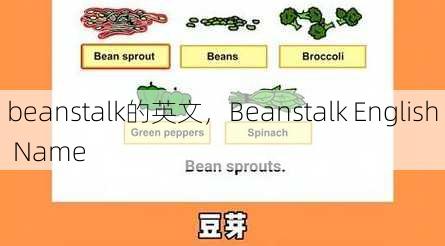 beanstalk的英文