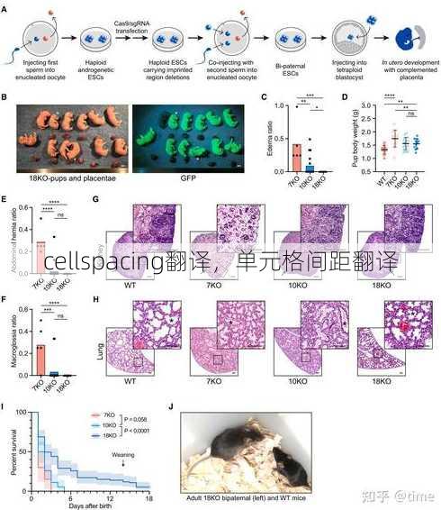 cellspacing翻译