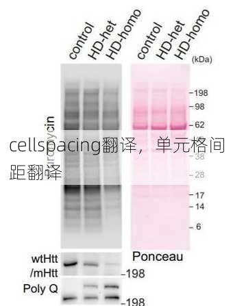 cellspacing翻译