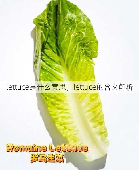 lettuce是什么意思