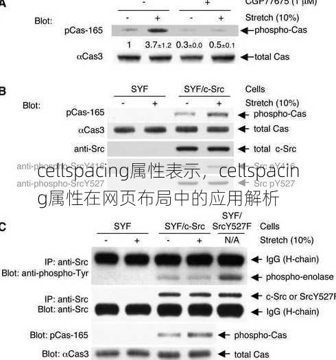 cellspacing属性表示