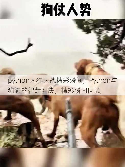 python人狗大战精彩瞬间