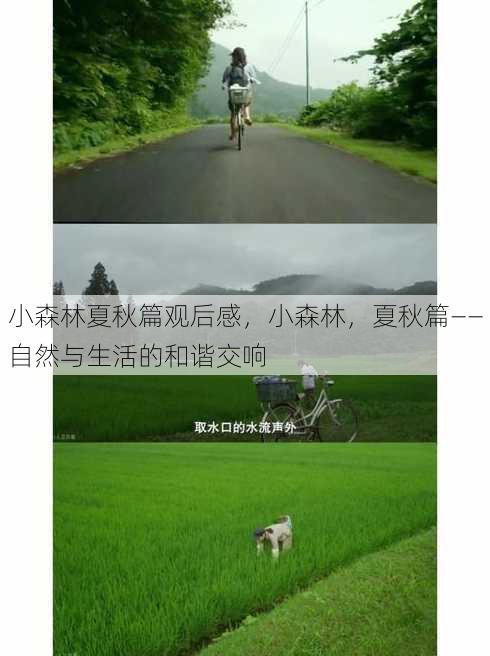 小森林夏秋篇观后感