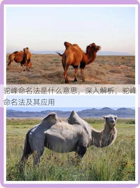 驼峰命名法是什么意思
