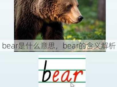 bear是什么意思