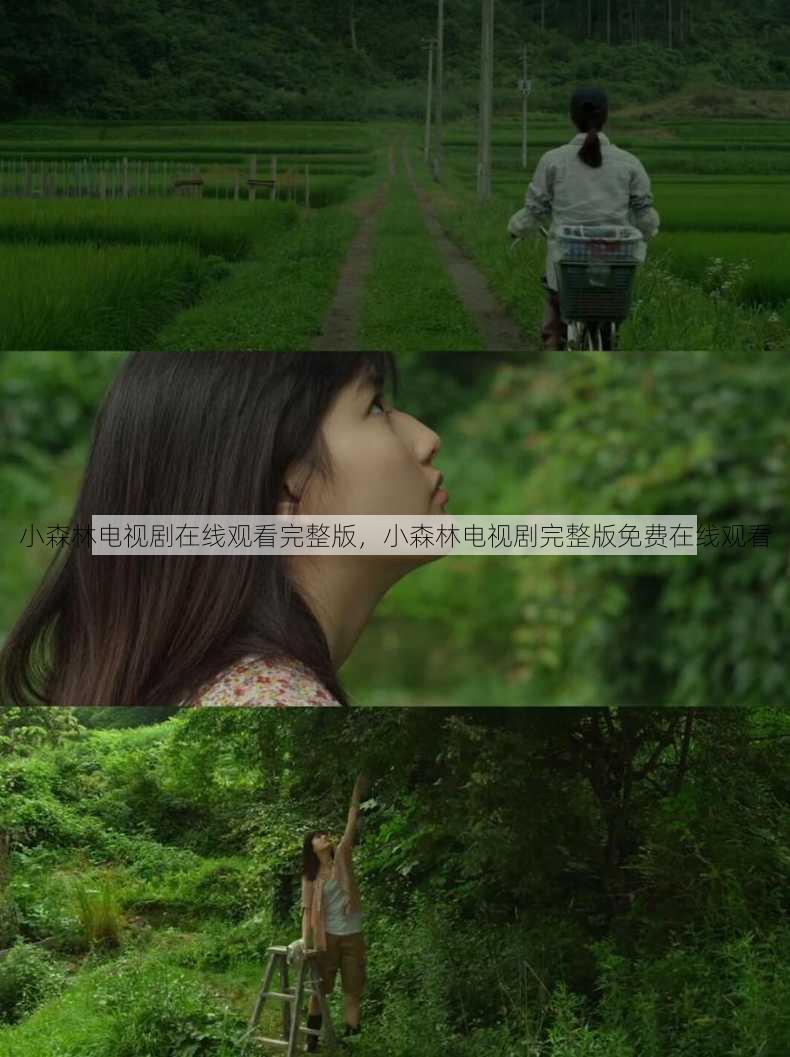 小森林电视剧在线观看完整版